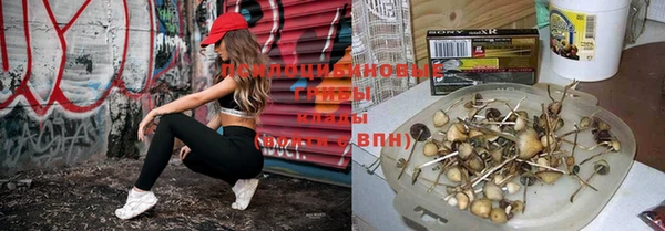 a pvp Бородино